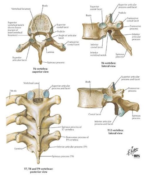 Image result for cat vertebrae labeled | Thoracic vertebrae, Anatomy ...