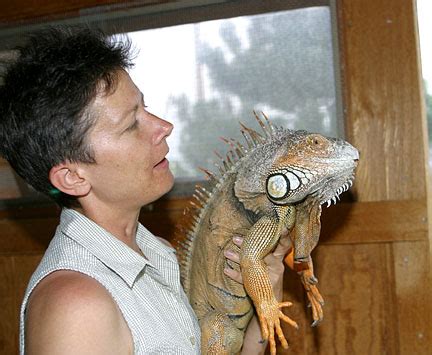 Pet Iguanas – What can You Expect from Them?