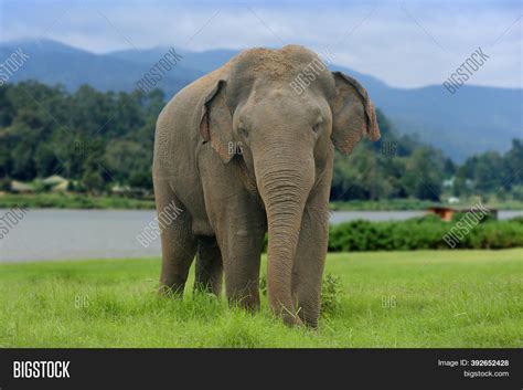 Elephants Eat Grass Image & Photo (Free Trial) | Bigstock