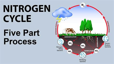 Nitrogen Cycle Examples | YourDictionary