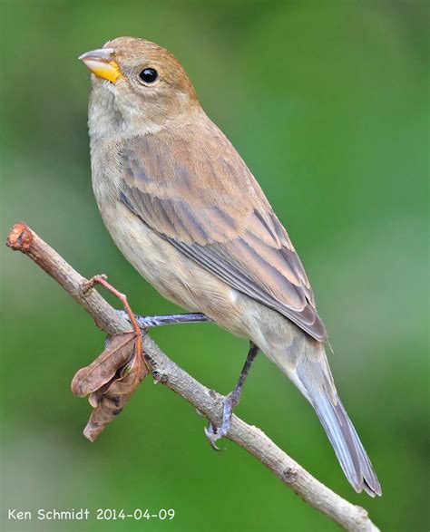 Female Indigo Bunting (Passerina cyanea) by Ken Schmidt Bunting Bird ...