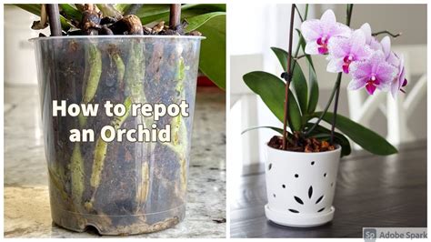 How to repot an Orchid - YouTube