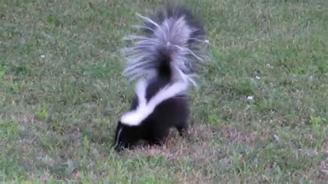 Two of our Young Skunk Triplets, Playing in the Back Yard. - YouTube