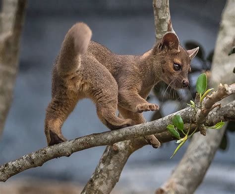 Fossa | San Diego Zoo Kids