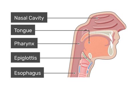 The epiglottis of the larynx labeled | GetBodySmart