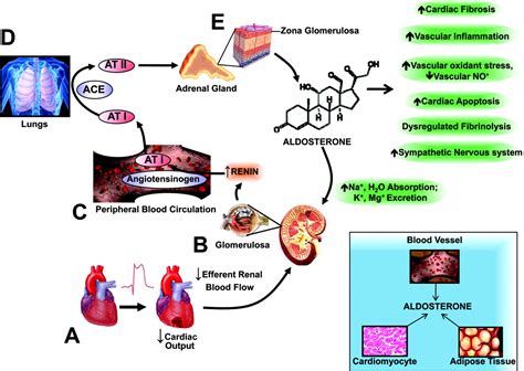 Aldosterone Receptor Antagonists | Circulation