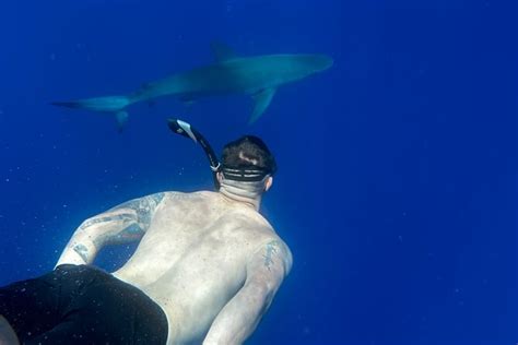 Swim with Sharks (cage-free) from Haleiwa, Oahu 2023