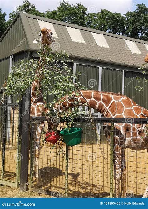 Giraffe feeding time stock image. Image of feeding, animals - 151805405