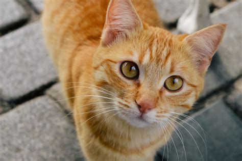 13 Best Orange Cat Breeds - Most Popular Orange Cats