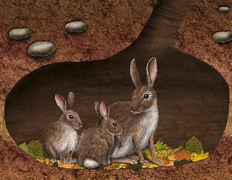 Rabbit Burrow Clipart