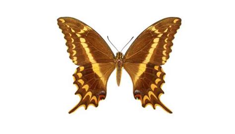 Schaus swallowtail butterfly | The Learning Zone