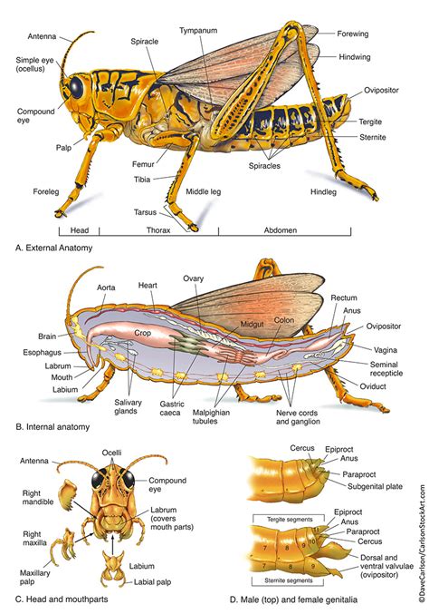 Insect Anatomy (Grasshopper) | Carlson Stock Art