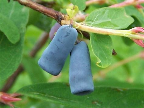 Lonicera caerulea (honeyberry, haskap) – Tripple Brook Farm