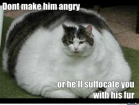 59+ Meme Funny Fat Cats