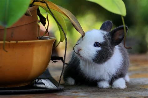 What are Baby Rabbits Called? What You Need to Know! - Rested Paws