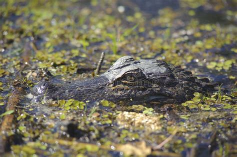 Crocodile in the swamp stock image. Image of animal, danger - 28432307