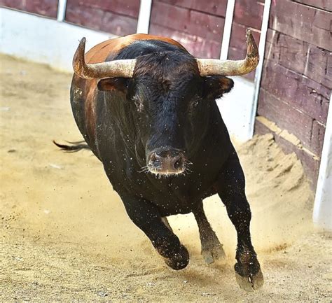 El Verger In Spain Announces Ban On Cruel ‘Tradition’ Of Setting Bulls ...