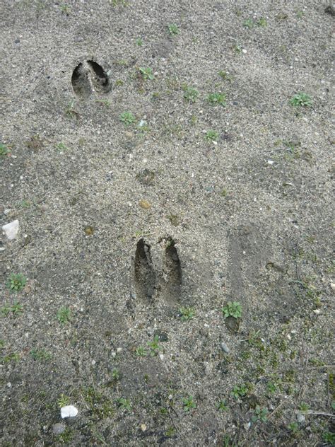 Tracks & Signs: Roe Deer Tracks