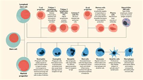 Innate vs Adaptive Immunity | Technology Networks