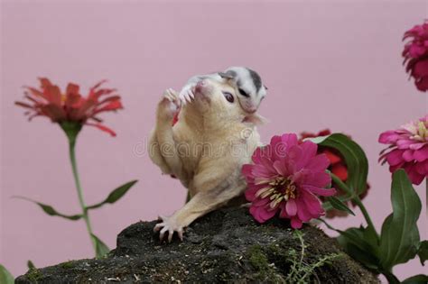 An Albino Sugar Glider Mother Was Looking for Food in a Flower Garden ...