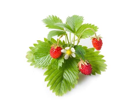 Wild Strawberry Plant Pods | Click & Grow – Click & Grow Canada