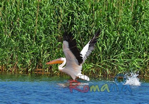 Our Private Tours - Long Tours - Wildlife and Birding in Danube Delta ...