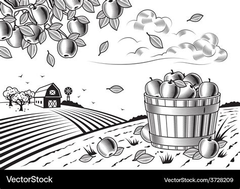 Apple harvest landscape black and white Royalty Free Vector