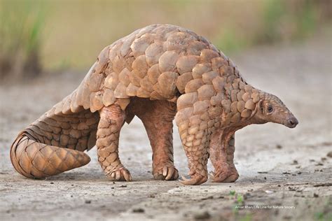 World Pangolin Day