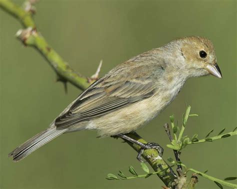 Indigo Bunting | Audubon Field Guide