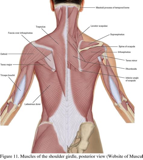 Shoulder Girdle Muscles