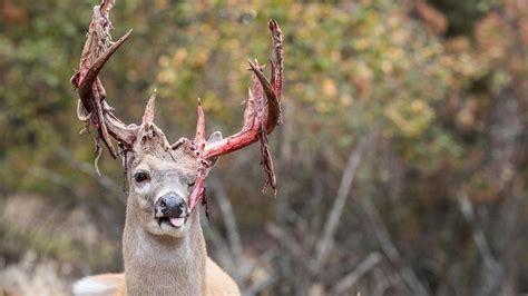 Amazing Photos of a Buck Shedding Velvet | Whitetail deer, Cool photos ...