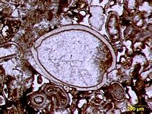 Ostracod - Wikipedia