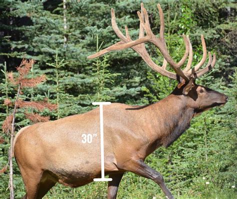 Elk Vital Measurements | Archery Talk Forum