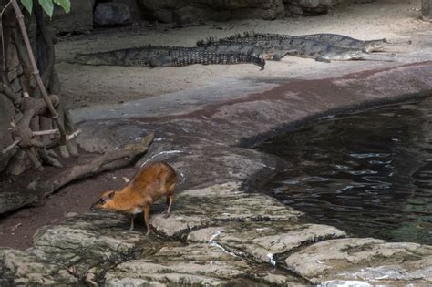 Photos: India's rarest crocodile, the gharial