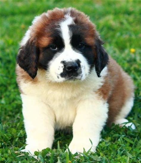 Cute Puppies Breeds Pictures