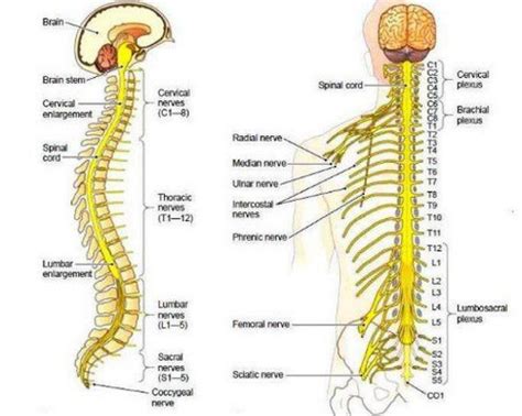 The function of the spinal cord in the central nervous system | Science ...