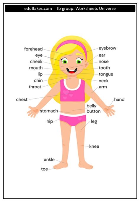 My Body Worksheets For Kindergarten - Worksheets For Kindergarten