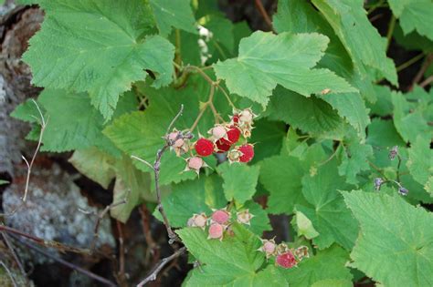 How to Identify Common Wild Berries - Farmers' Almanac