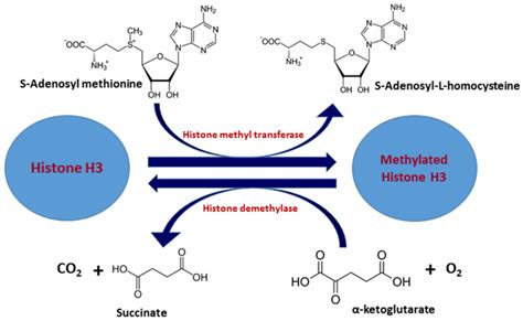 Histone Methylation Mechanism