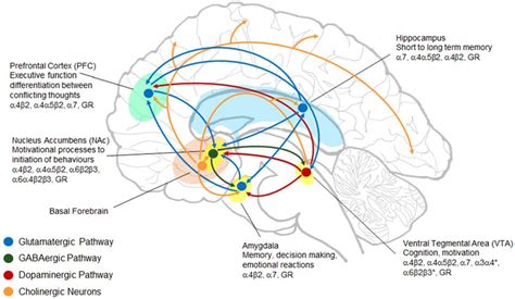 Brain Sciences | Free Full-Text | Early Life Stress, Nicotinic ...