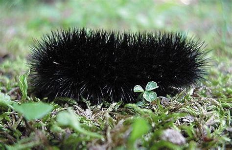 Caterpillar of Giant Leopard Moth, Hypercompe scribonia (formerly ...