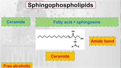 Biochem-19 || Complex lipids || Phospholipids & Glycolipids || Glycero ...