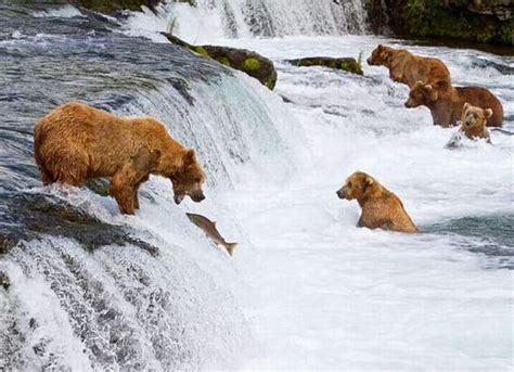 Nature Wonder: Bear Fishing in Alaska