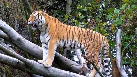 Siberian Tiger in its natural habitat - YouTube