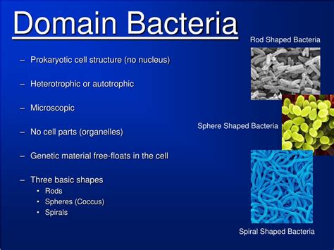 Domain Bacteria Definition Biology Dombain