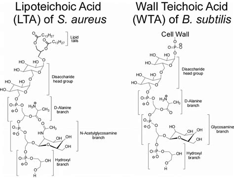 Peptidoglycan Chemical Structure