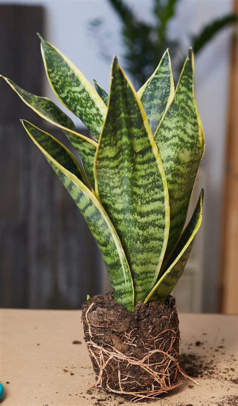 Image Of Snake Plant - markanthonystudios.net