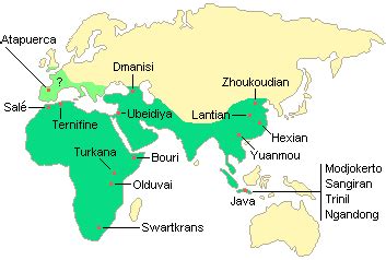 Early Human Evolution: Homo ergaster and erectus