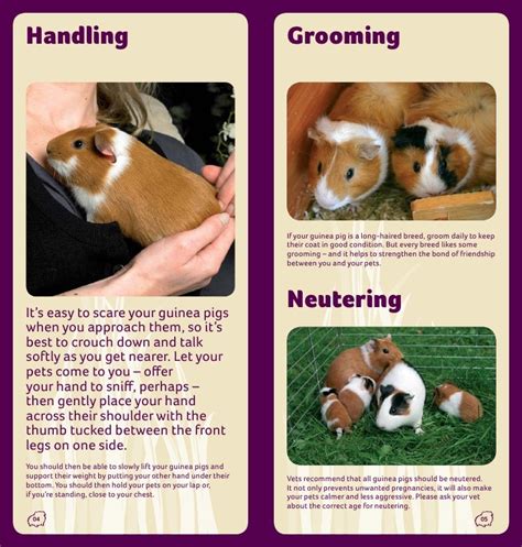 Guinea Pig Care Guide