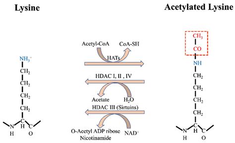 Biomolecules | Free Full-Text | Post-Translational Modifications by ...